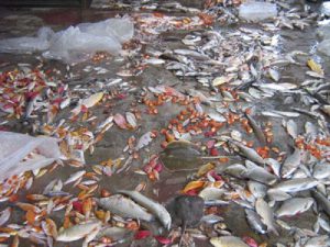ปลาสวยงามตายเมื่อไฟดับ ปัญหาปวดใจนี้แก้อย่างไรดี